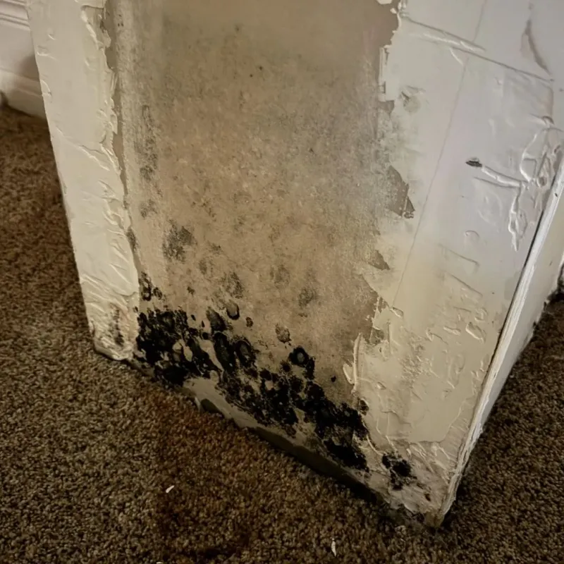 Professional Mold Removal in Cortland, IL